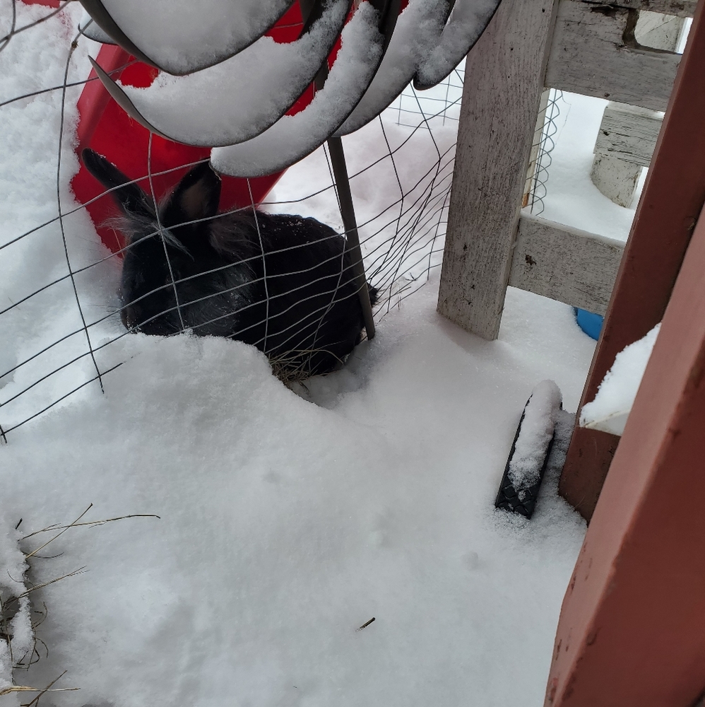 ***PET ALERT!!!*** - Picture 7 of 13